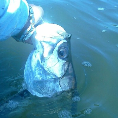 Hand holding a large fish partially submerged in water.