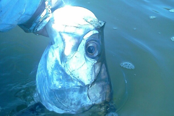 Hand holding a large fish partially submerged in water.