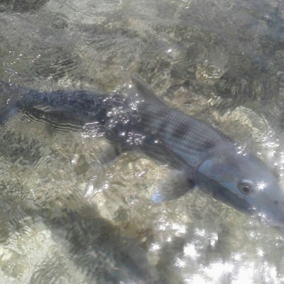 Fish swimming in clear shallow water, sunlight reflections visible.