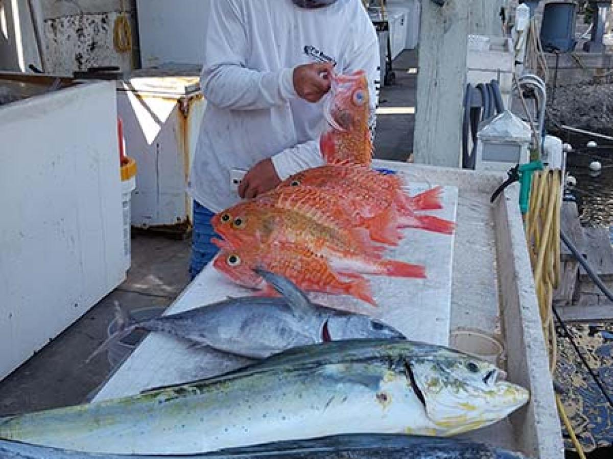 Person standing by a table displaying various fish under a canopy.