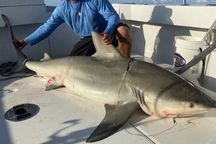 Person on boat posing with large shark under a clear sky.