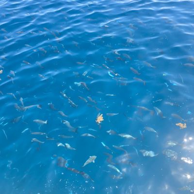 School of fish swimming in clear blue water with scattered leaves on the surface.