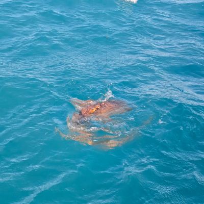 Large fish swimming near the surface of blue ocean water.