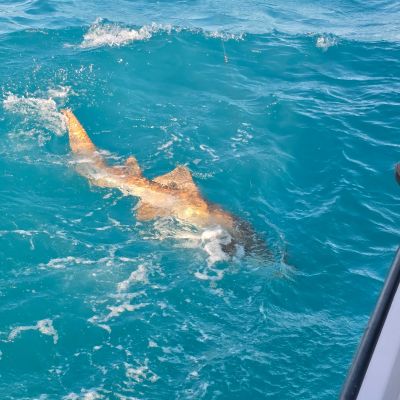 Shark swimming in clear blue water near a boat's edge.