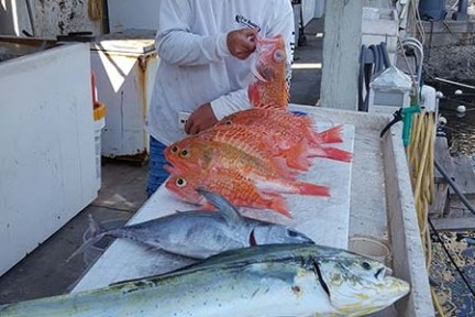 Person displaying a catch of colorful fish on a dockside table.